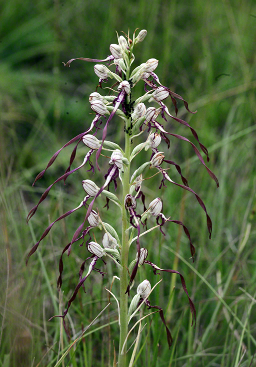 Himantoglossum adriaticum – Adria-Riemenzunge